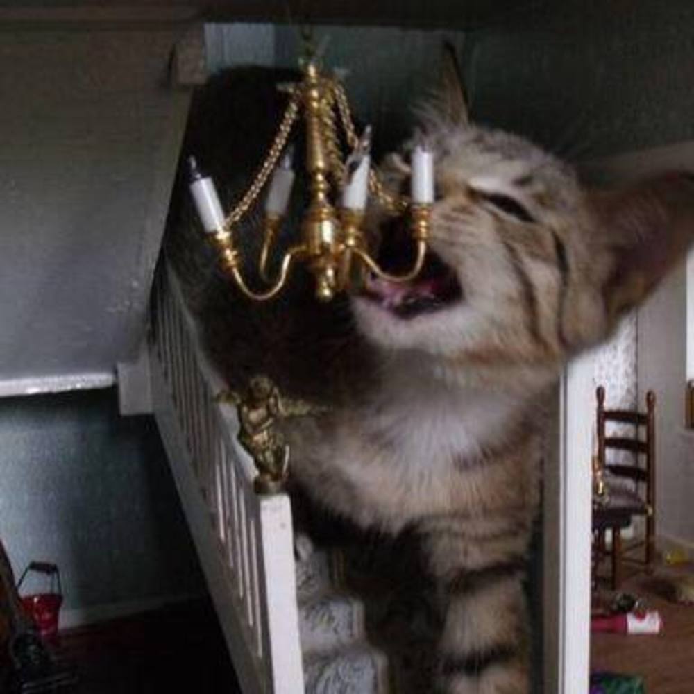 Meet your Posher, Karin